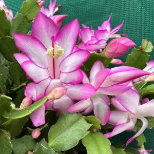 Pink Christmas & Thanksgiving Cactus Live Plants – 2-Pack – 4-6