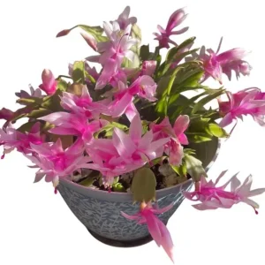 Pink Christmas & Thanksgiving Cactus Live Plants – 2-Pack – 4-6