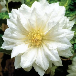 Pink Clematis Live Plant - 2.5" Pot, Flowering Climbing Vine for Outdoor Garden - Image 2