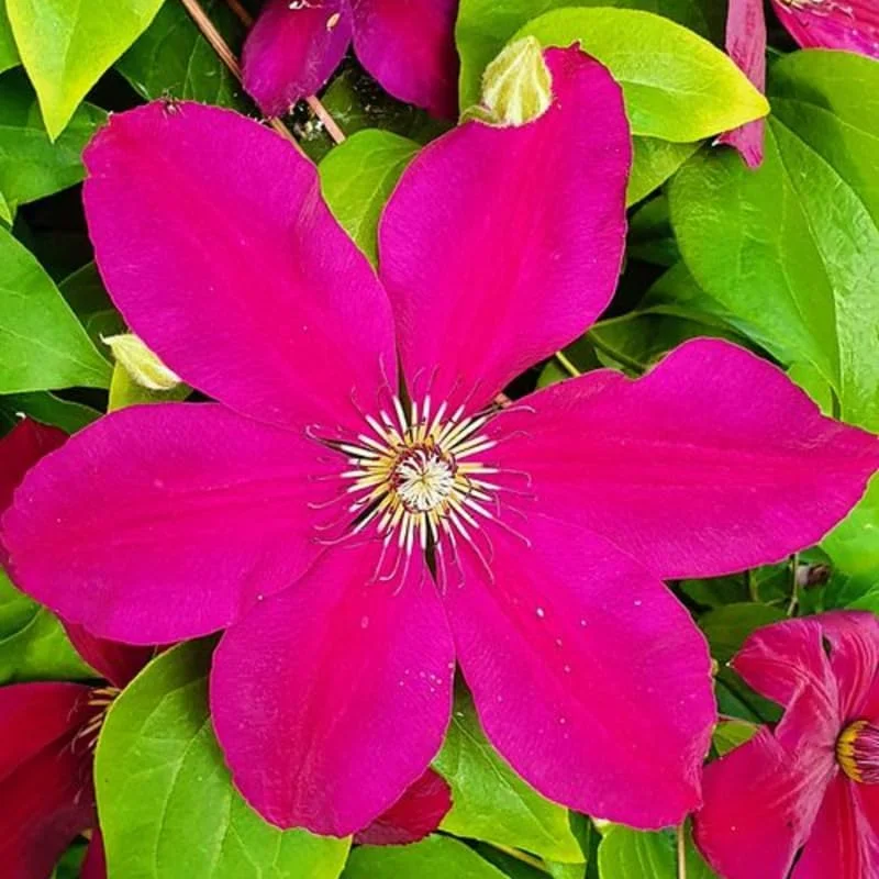 Pink Clematis Live Plant - 2.5" Pot, Flowering Climbing Vine for Outdoor Garden - Image 3