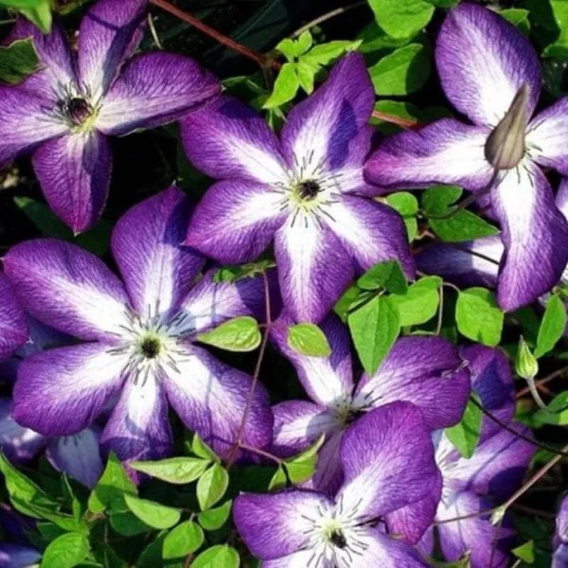 Pink Clematis Live Plant - 2.5" Pot, Flowering Climbing Vine for Outdoor Garden - Image 4