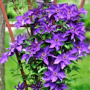 Pink Clematis Live Plant - 2.5