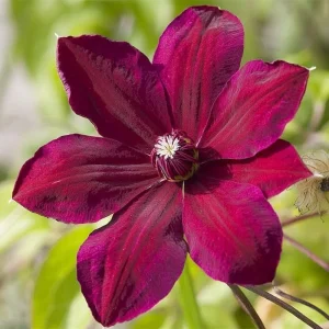 Pink Clematis Live Plant - 2.5