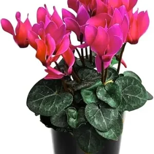 Pink Cyclamen Live Plant – Flowering Houseplant in 4" Pot – Easy Care Indoor - Image 1