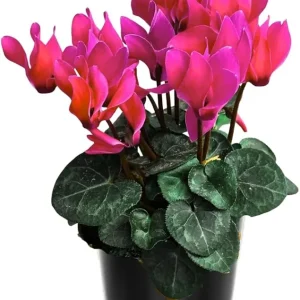 Pink Cyclamen Live Plant – Flowering Houseplant in 4