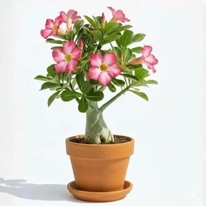 Pink Desert Rose Live Plant, Adenium Flowers, Succulent, 4-7 Inch Tall - Image 4