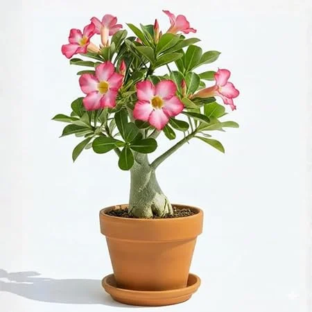 Pink Desert Rose Live Plant, Adenium Flowers, Succulent, 4-7 Inch Tall - Image 4
