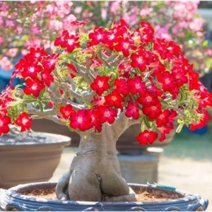 Pink Desert Rose Live Plant - Adenium Obesum Succulent, 4-8" Tall - Image 1