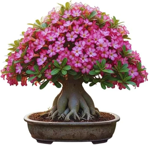 Pink Desert Rose Live Plant - Adenium Obesum Succulent, 4-8 Inches Tall - Image 2