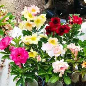 Pink Desert Rose Live Plant - Adenium Obesum Succulent, 4-8