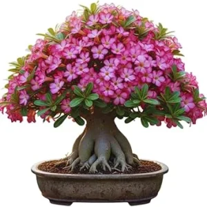 Pink Desert Rose Live Plant - Adenium Obesum Succulent, 4-8 Inches Tall - Image 4