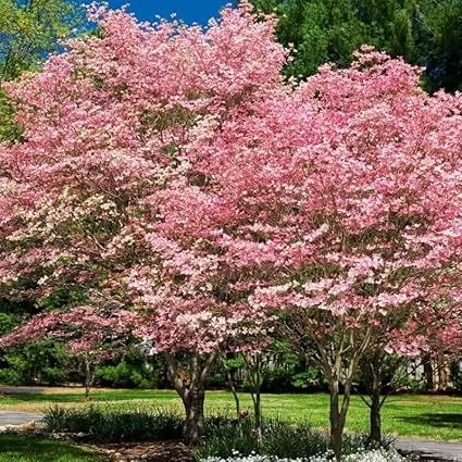 Pink Dogwood Tree Live Plant - 10-16" Tall Hardy Tree in Quart Pot, Outdoor - Image 2