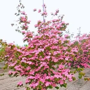 Pink Dogwood Tree Live Plant – 2.5" Pot, 6-12" Tall, Dormant, Outdoor - Image 2
