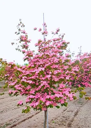 Pink Dogwood Tree Live Plant – 2.5" Pot, 6-12" Tall, Dormant, Outdoor - Image 2