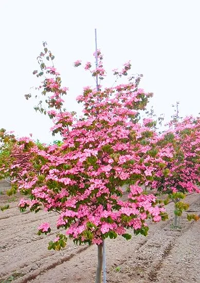 Pink Dogwood Tree Live Plant – 2.5" Pot, 6-12" Tall, Dormant, Outdoor - Image 4