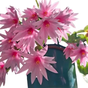 Pink Easter Cactus Live Plant Rhipsalidopsis Gaertneri Holiday Cactus 5-7" Tall Starter - Image 2