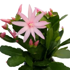 Pink Easter Cactus Live Plant Rhipsalidopsis Gaertneri Holiday Cactus 5-7
