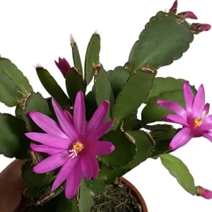 Pink Easter Cactus Live Plant Rhipsalidopsis Gaertneri Holiday Cactus 5-7