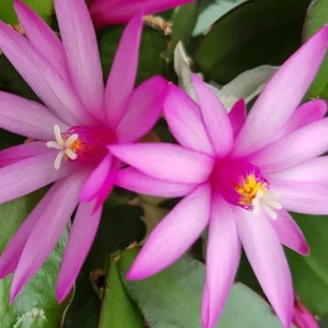 Pink Easter Cactus Live Plant Rhipsalidopsis Gaertneri Holiday Cactus 5-7