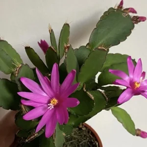 Pink Easter Cactus Live Plant Rhipsalidopsis Gaertneri Holiday Cactus 5-7