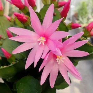 Pink Easter Cactus Live Plant Rhipsalidopsis Gaertneri Holiday Cactus 5-7