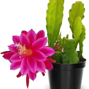 Pink Epiphyllum Orchid Cactus Live Plants - 2 Pack, 6-8 Inches Tall, Rooted in 4" Pot - Image 2