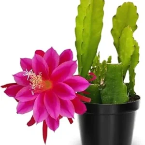 Pink Epiphyllum Orchid Cactus Live Plants - 2 Pack, 6-8 Inches Tall, Rooted in 4