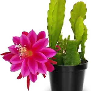 Pink Epiphyllum Orchid Cactus Live Plants - 2 Pack, 6-8 Inches Tall, Rooted in 4" Pot - Image 1