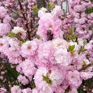 Pink Flowering Almond Shrub Live Plant, Perennial, Cold Hardy, 6-12" Tall in Quart Pot - Image 1