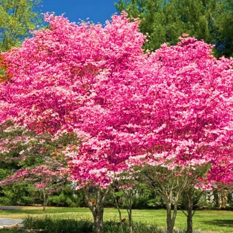 Pink Flowering Dogwood Tree Live Plant - Quart Pot, Dormant, Hardy - Image 2