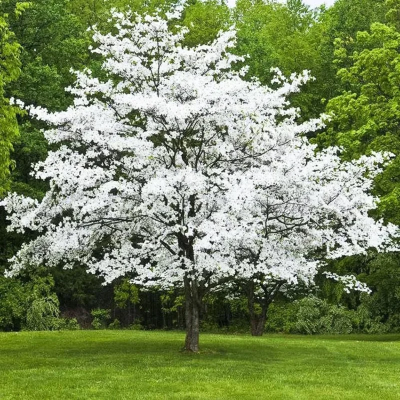 Pink Flowering Dogwood Tree Live Plant - Quart Pot, Dormant, Hardy - Image 1