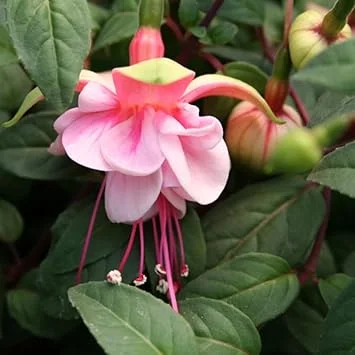 Pink Fuchsia Live Plant for Garden - 3-5 Inch Tall Starter Plug, Outdoor - Image 6