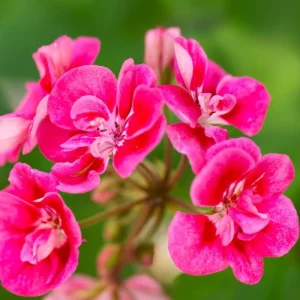 Pink Geranium Live Plants - Set of 2, 5-9" Tall, Outdoor Flowering - Image 2