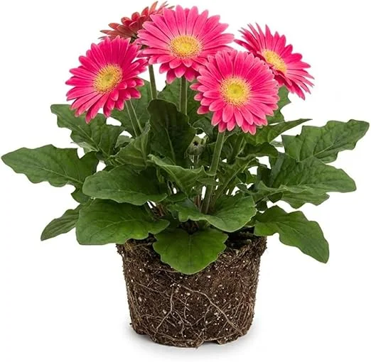 Pink Gerbera Daisy Live Plant 5-7 Inches Tall - Indoor/Outdoor Perennial - Image 1