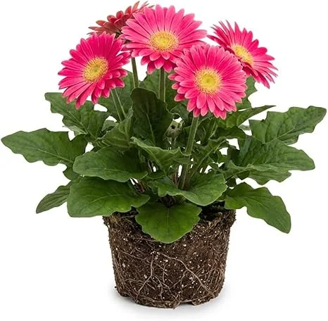 Pink Gerbera Daisy Live Plant 5-7 Inches Tall - Indoor/Outdoor Perennial - Image 5