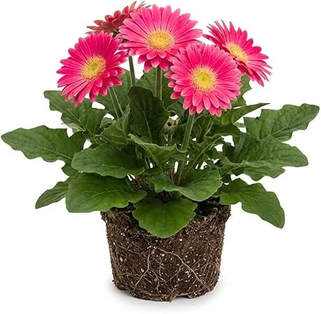 Pink Gerbera Daisy Live Plant 5-7 Inches Tall - Indoor/Outdoor Perennial - Image 6