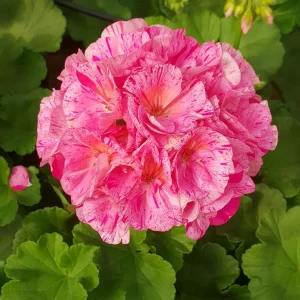 Pink Glitter Geranium Live Plant Set of 2, Bicolor Flowers, 5-8