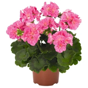 Pink Glitter Geranium Live Plant Set of 2, Bicolor Flowers, 5-8" Tall, Outdoor - Image 1
