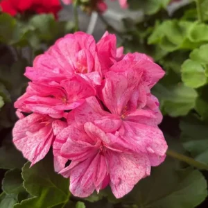 Pink Glitter Geranium Live Plant Set of 2, Bicolor Flowers, 5-8