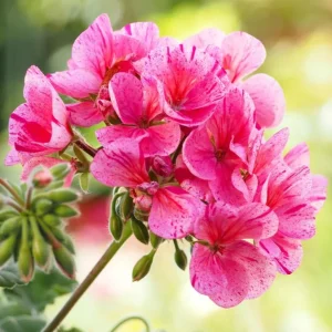 Pink Glitter Geranium Live Plant Set of 2, Bicolor Flowers, 5-8