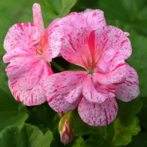 Pink Glitter Geraniums Live Plant - Fragrant Bicolor Flowers - 5-8" Tall - Image 2