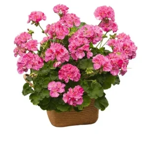 Pink Glitter Geraniums Live Plant - Fragrant Bicolor Flowers - 5-8" Tall - Image 1