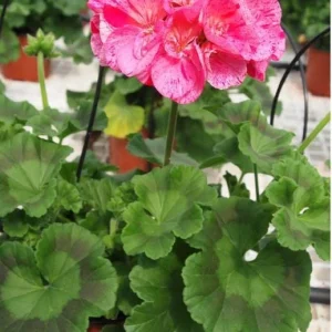 Pink Glitter Geraniums Live Plant - Fragrant Bicolor Flowers - 5-8