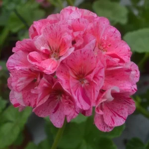 Pink Glitter Geraniums Live Plant - Fragrant Bicolor Flowers - 5-8