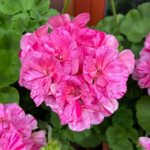 Pink Glitter Geraniums Live Plant - Fragrant Bicolor Flowers - 5-8
