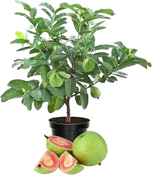 Pink Guava Live Plant - Sweet Edible Fruit Tree, 10 Inch Tall, Outdoor - Image 4