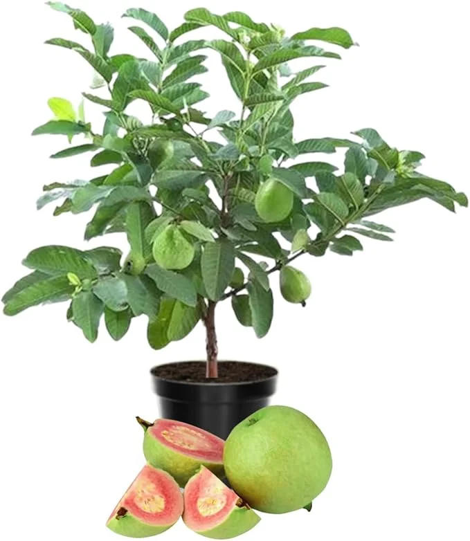 Pink Guava Live Plant - Sweet Edible Fruit Tree, 10 Inch Tall, Outdoor - Image 6