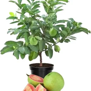 Pink Guava Live Plant - Sweet Edible Fruit Tree, 10 Inch Tall, Outdoor - Image 1