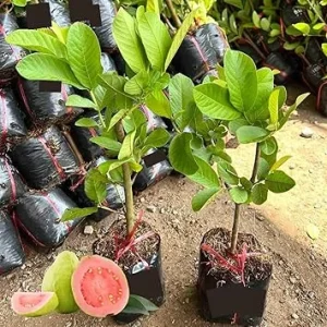 Pink Guava Tree Live Plant - 10 Inch Tall Sweet Tropical Fruit Tree for Home & Patio - Image 3