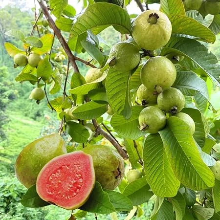 Pink Guava Tree Live Plant - 5-10 Inch Tall, 1 Year Old Seedling - Image 7